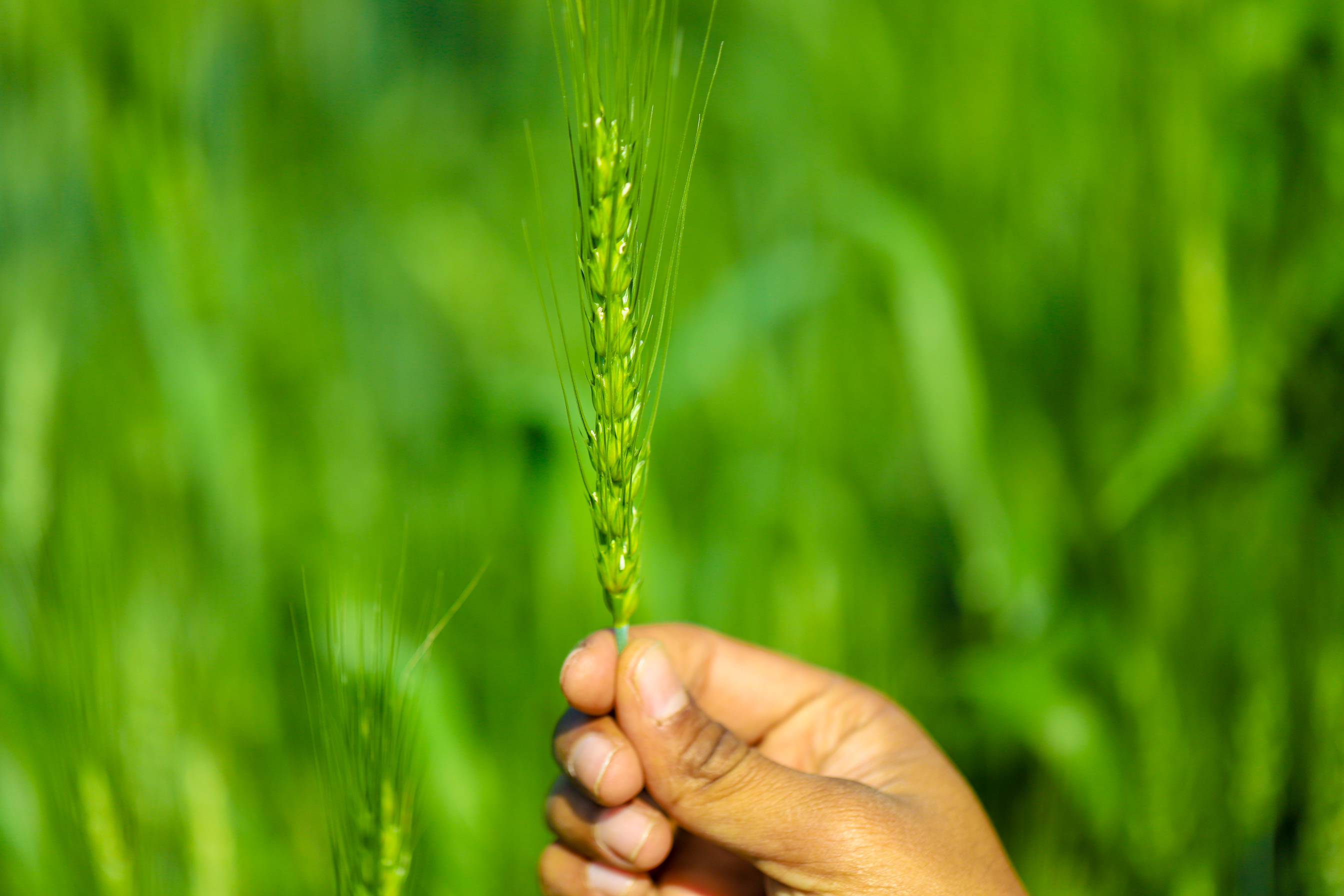 Green wheat farm india